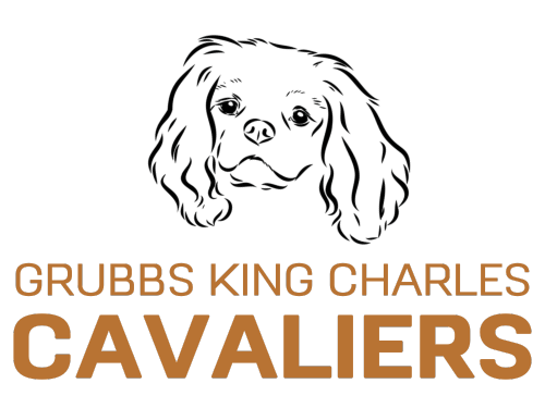 Grubbs King Charles Cavaliers