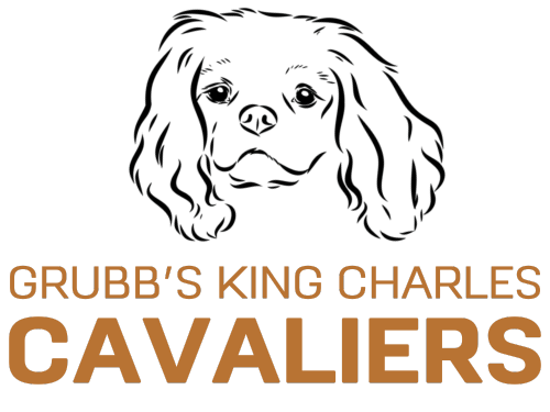 Grubbs King Charles Cavaliers