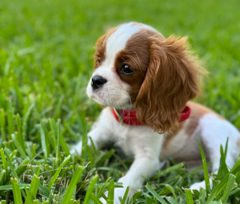 cavalier laying in grass